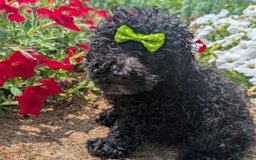 Toy Poodle dogs for sale: Toy Poodle 4 puppies - Image 11