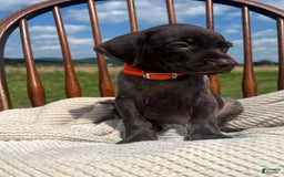 German Shorthaired Pointer dogs for sale: Gator - Image 4