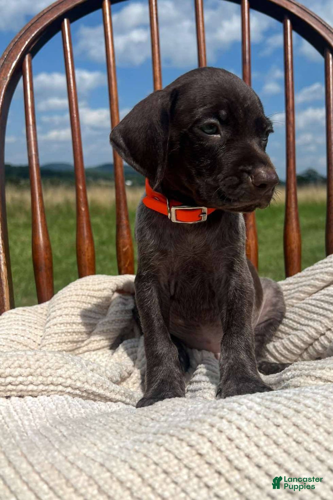 German Shorthaired Pointer dogs for sale: Gator - Image 4