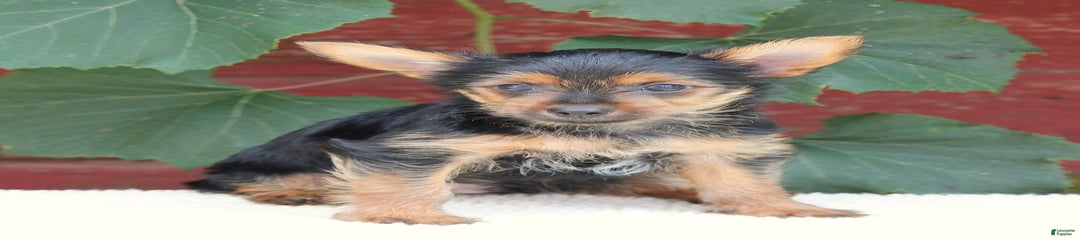 Mason