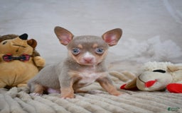 Chihuahua dogs for sale: Tillie - Image 2