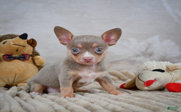 Chihuahua dogs for sale - Ad 2