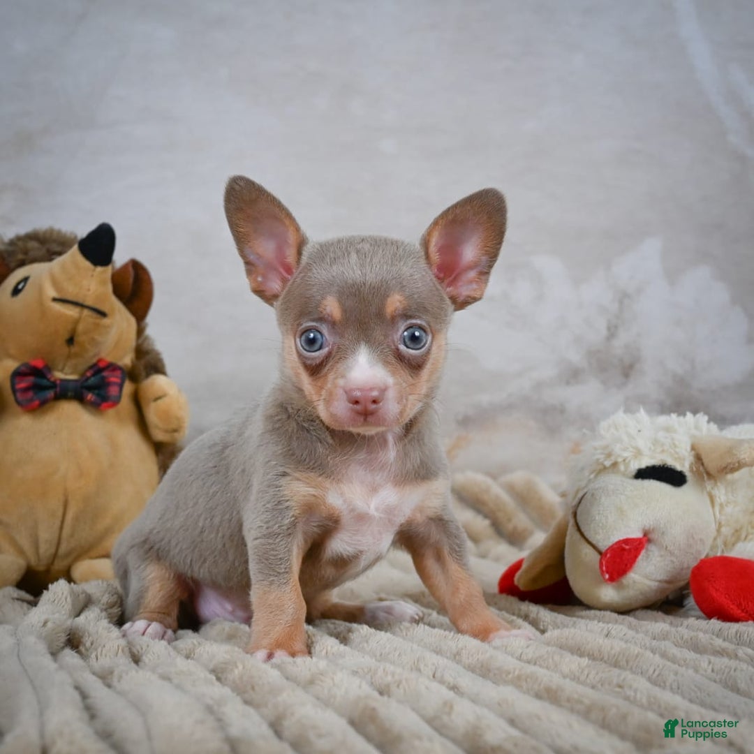 Chihuahua dogs for sale: Tillie - Image 2