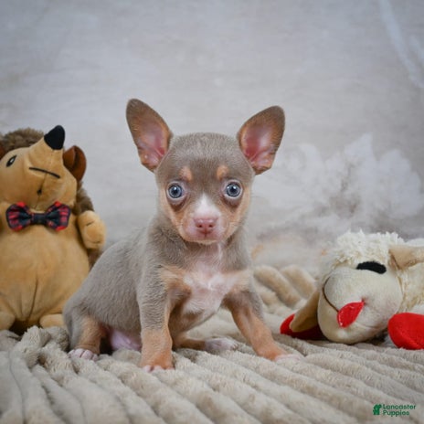 Chihuahua dogs for sale - Ad 2