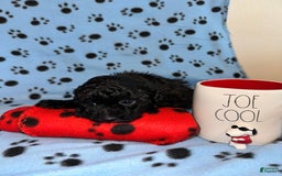 Toy Poodle dogs for sale: Shadow - Image 3
