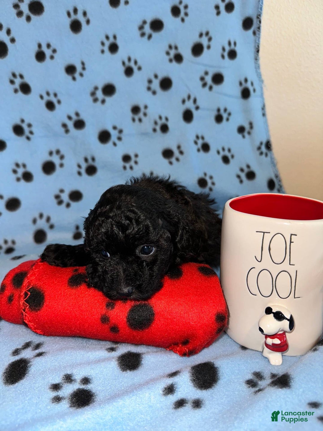 Toy Poodle dogs for sale: Shadow - Image 3