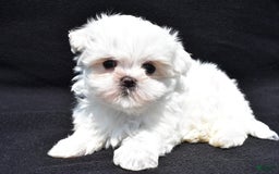 Maltese dogs for sale: Theo - Image 1