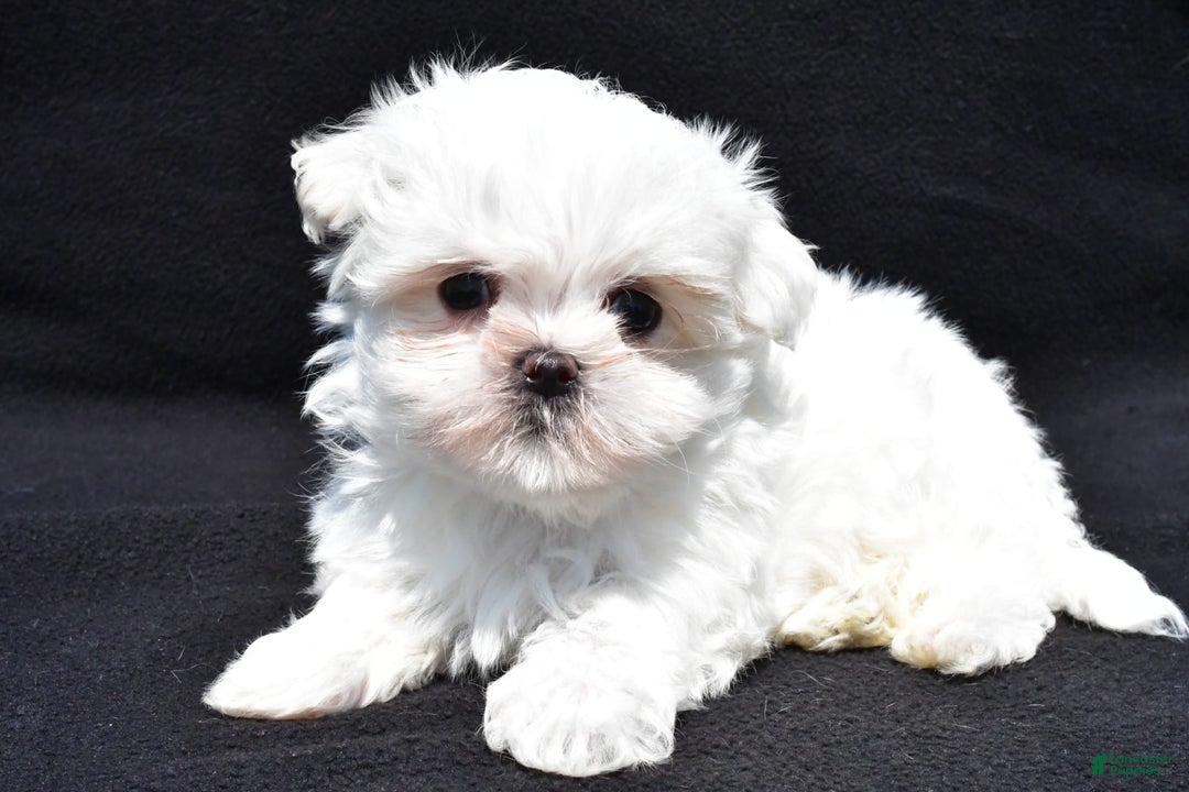 Maltese dogs for sale: Theo - Image 1