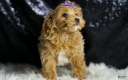Maltipoo dogs for sale: Felicity - Image 7