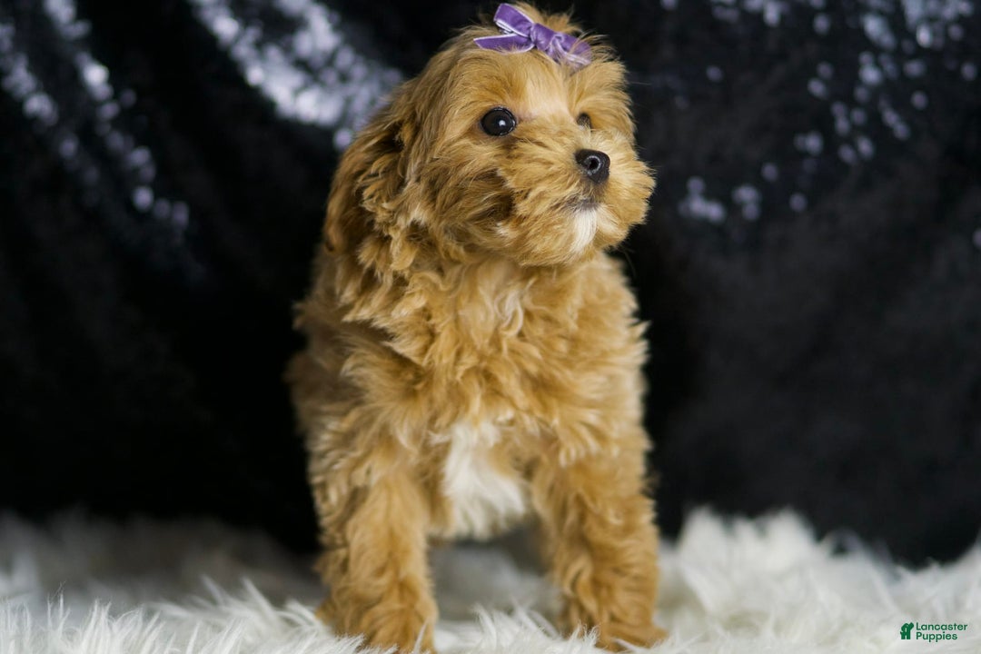 Maltipoo dogs for sale: Felicity - Image 7