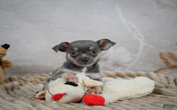 Chihuahua dogs for sale: Sally - Image 2