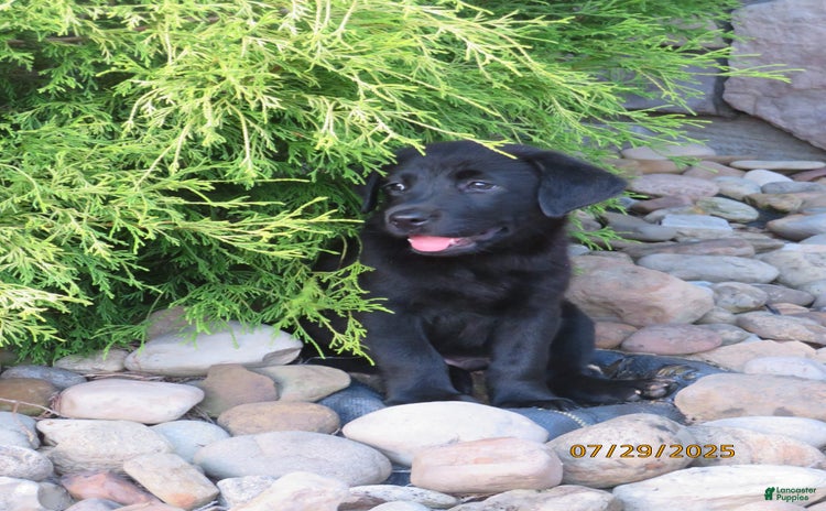 Labrador Retriever dogs for sale - Ad 3