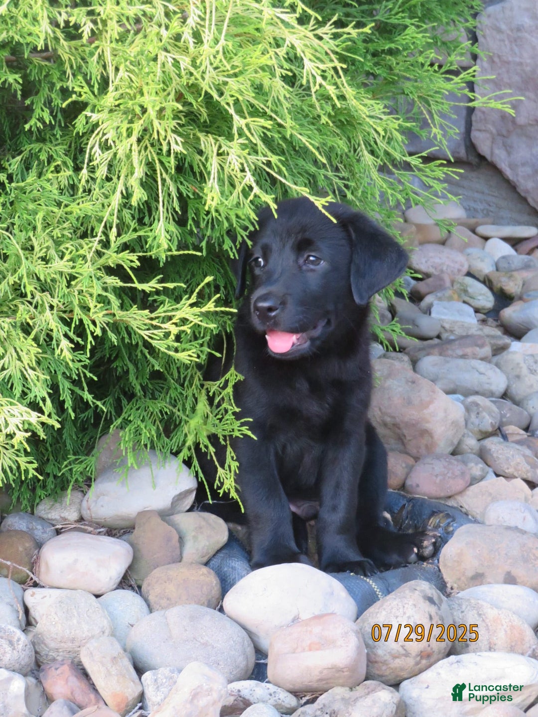 Labrador Retriever dogs for sale: Hunter - Image 1