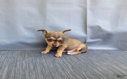 Chihuahua dogs for sale: Remi - Image 11