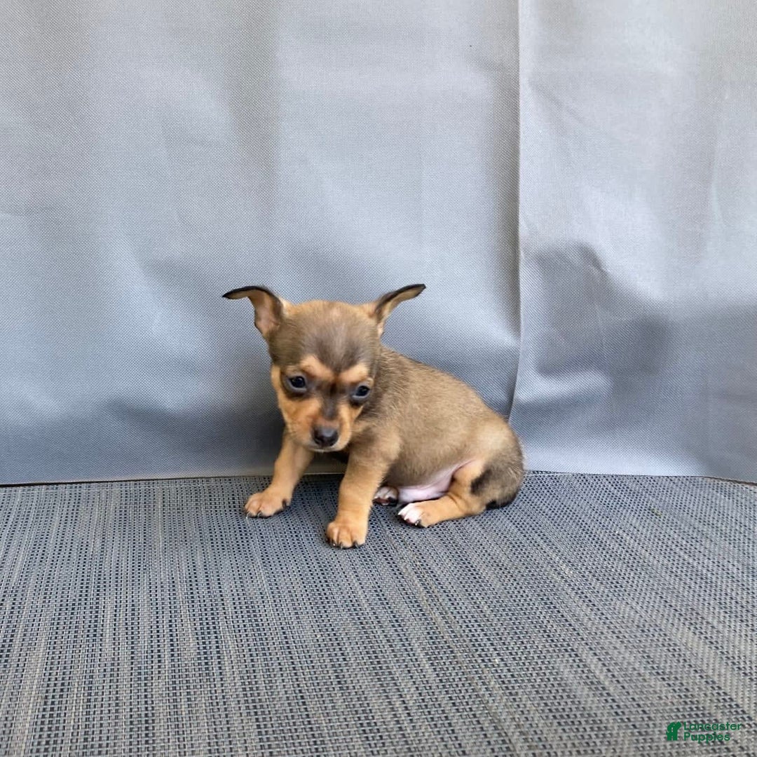 Chihuahua dogs for sale: Remi - Image 11
