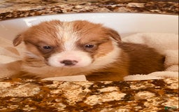 Welsh Corgi Pembroke dogs for sale: Red Boy - Image 12