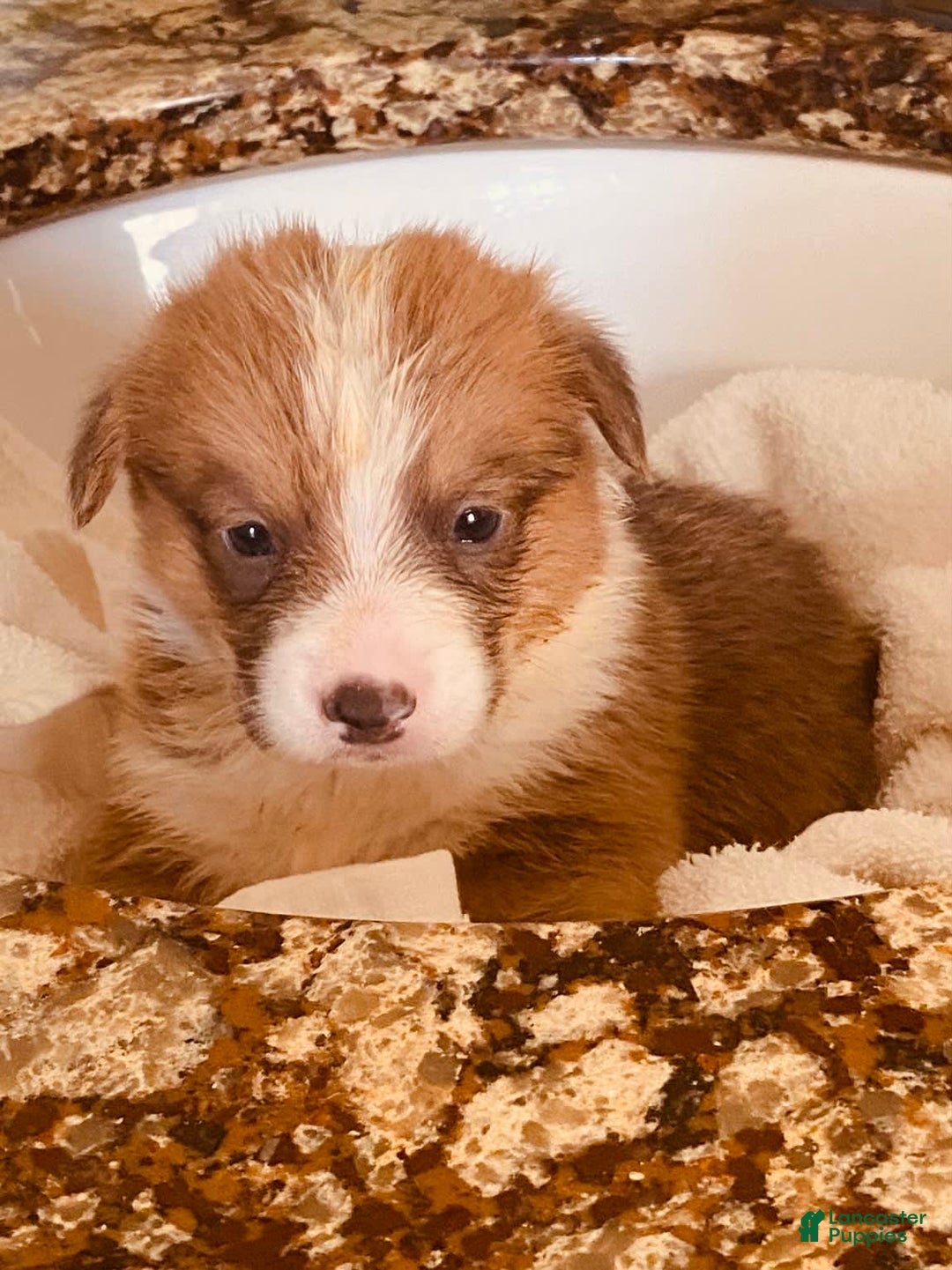 Welsh Corgi Pembroke dogs for sale: Red Boy - Image 12