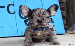 French Bulldog dogs for sale: Fletcher - Image 7