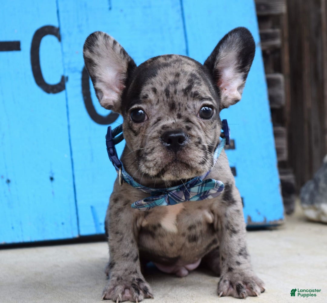 French Bulldog dogs for sale: Fletcher - Image 7