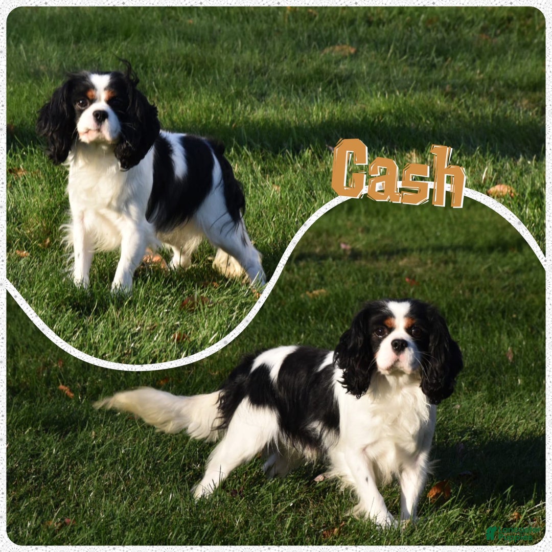 Cavalier King Charles Spaniel dogs for sale: Oscar - Image 10