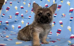 Cairn Terrier dogs for sale: Jane - Image 2