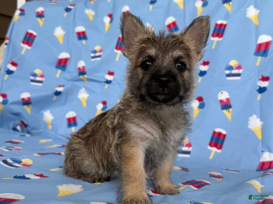 Cairn Terrier dogs for sale: Jane - Image 2