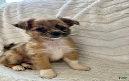 Chihuahua dogs for sale: Finn - Image 12