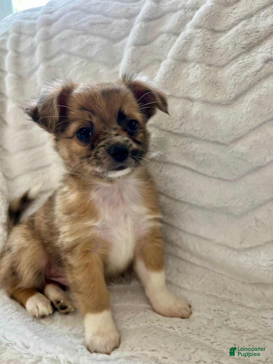Chihuahua dogs for sale: Finn - Image 12