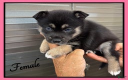 Alaskan Klee Kai dogs for sale: Velvet - Image 2