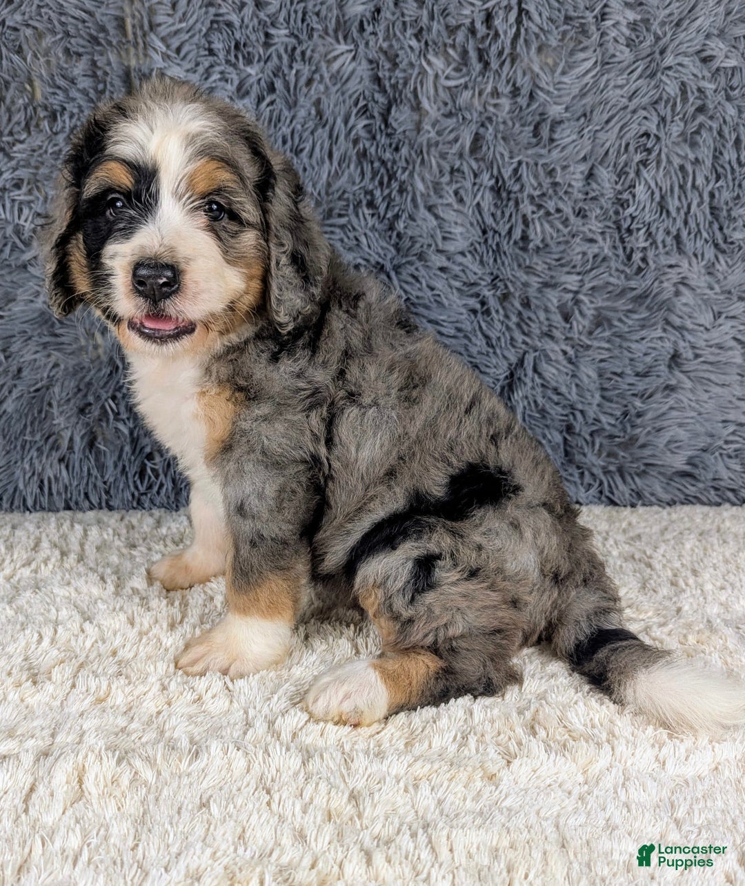 Bernedoodle dogs for sale: Lainey - Image 3