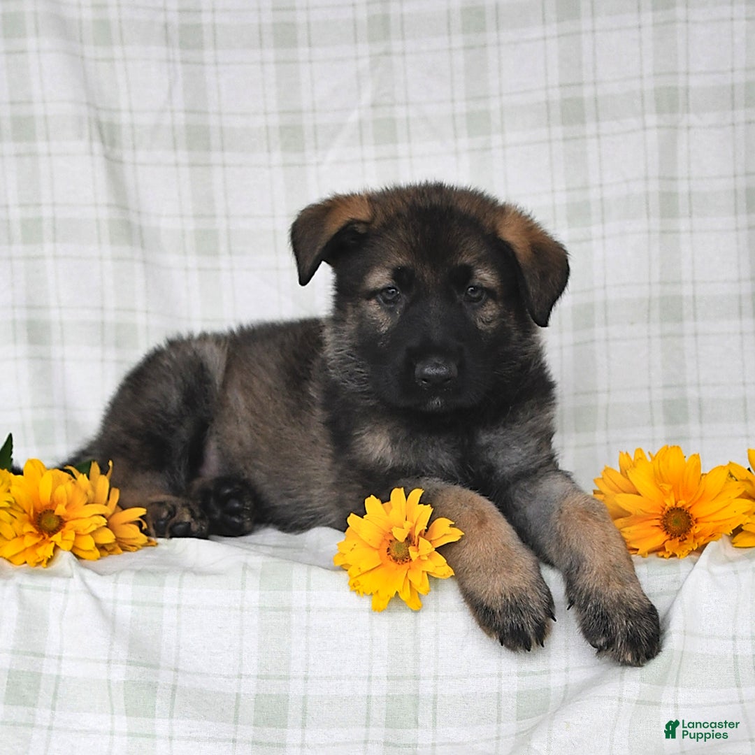 German Shepherd dogs for sale: Juliette - Image 2