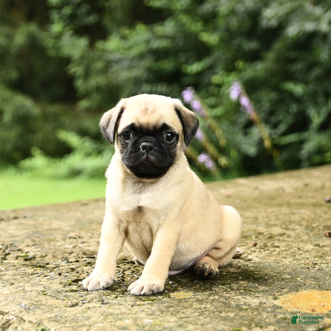 Pug dogs for sale: Trigger - Image 7