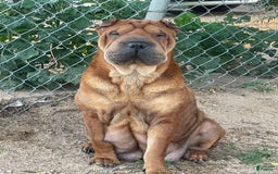 Shar Pei dogs for sale: Armani Squishy-face - Image 23