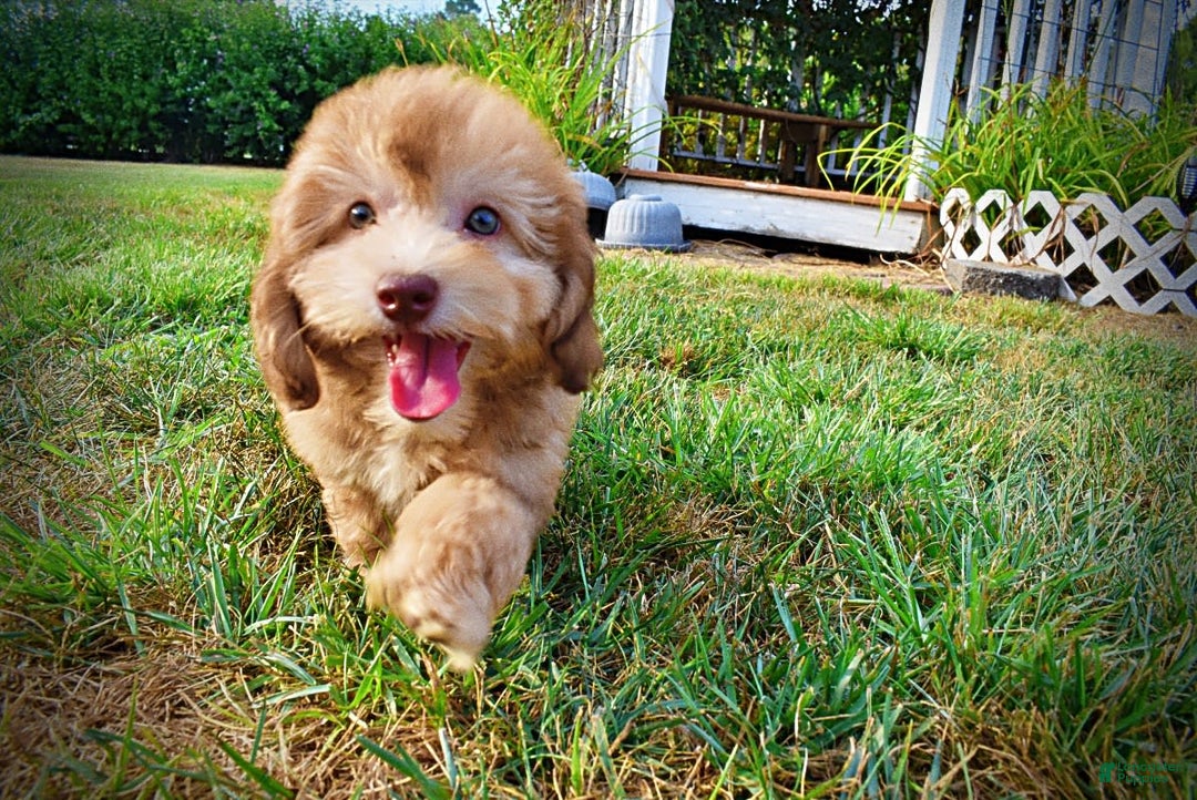 Havapoo dogs for sale: Kewtie - Image 2