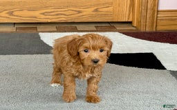 Maltipoo dogs for sale: Larry - Image 1