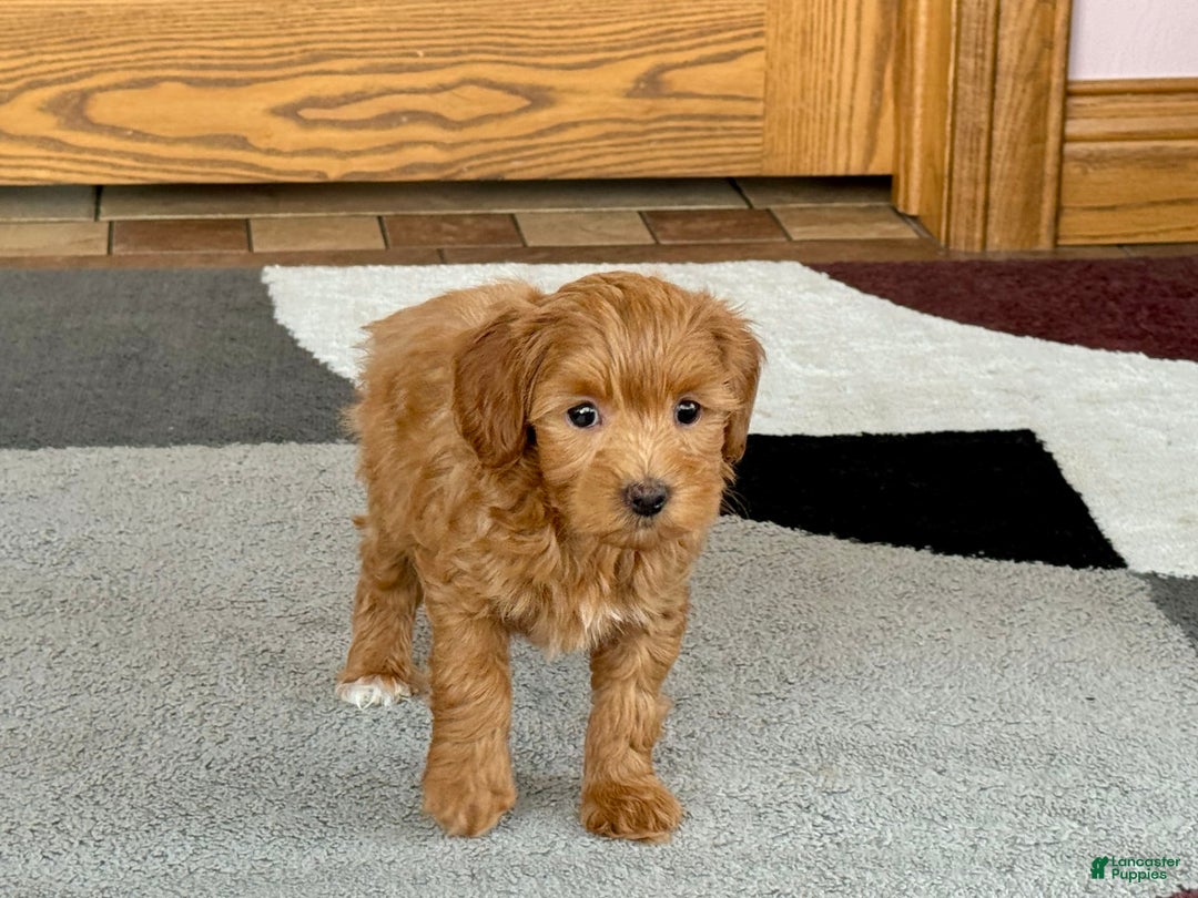 Maltipoo dogs for sale: Larry - Image 1