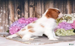 Cavalier King Charles Spaniel dogs for sale: Tenny - Image 5
