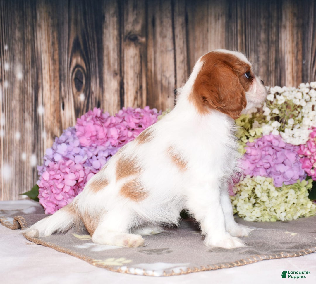 Cavalier King Charles Spaniel dogs for sale: Tenny - Image 5