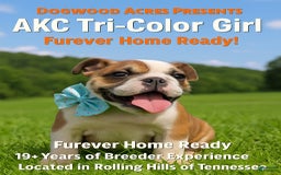 English Bulldog dogs for sale: Frannie - Image 2