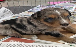 Australian Shepherd dogs for sale: Wyatt Earp - Image 5