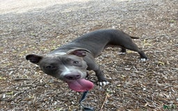 American Pit Bull Terrier dogs for sale: Blu - Image 4