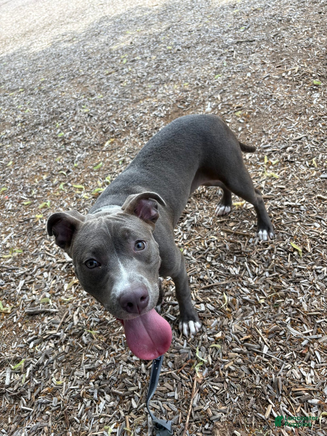 American Pit Bull Terrier dogs for sale: Blu - Image 4