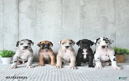 Great Dane dogs for sale: Shadow - Image 3