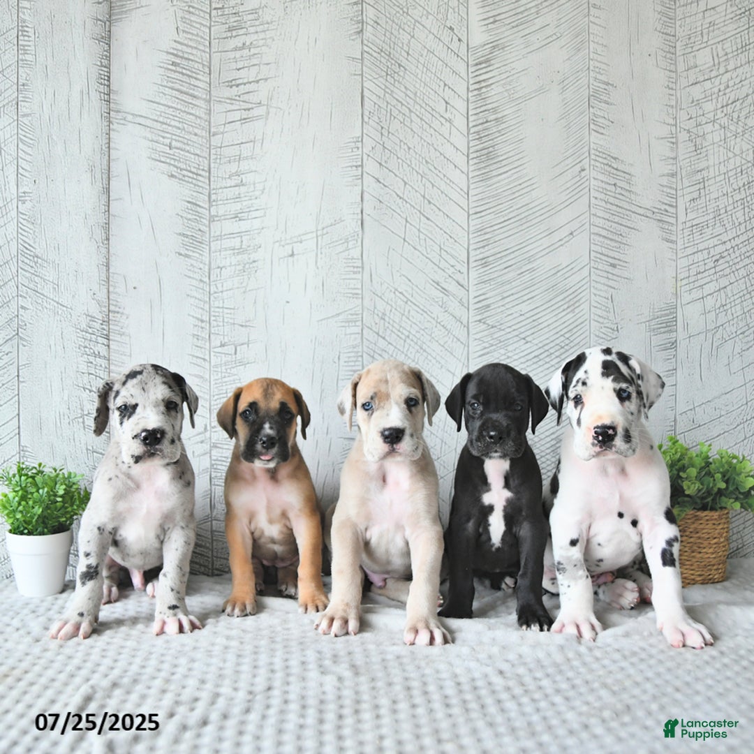 Great Dane dogs for sale: Shadow - Image 3