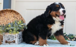 Bernese Mountain Dog dogs for sale: Bloom - Image 5