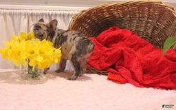 French Bulldog dogs for sale: Allison - Image 10