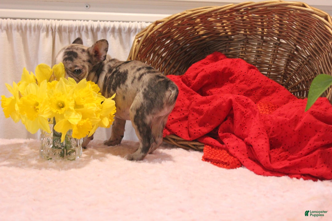French Bulldog dogs for sale: Allison - Image 10