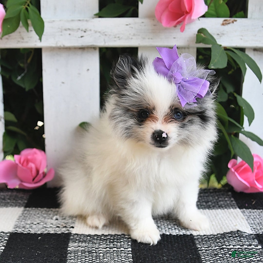 Pomeranian dogs for sale: Sparkle - Image 3