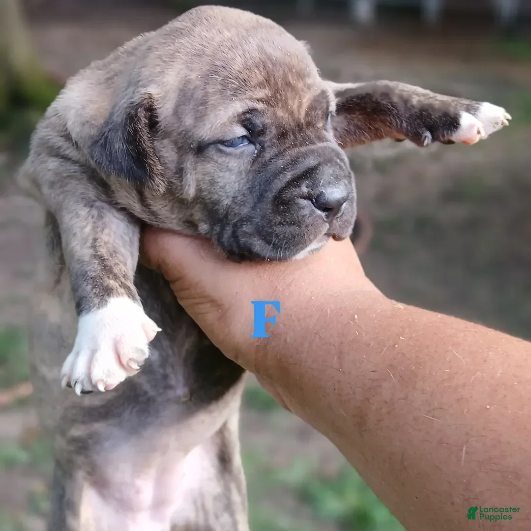 American Pit Bull Terrier dogs for sale: Lexi - Image 1