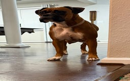Boxer dogs for sale: Gracie - Image 5